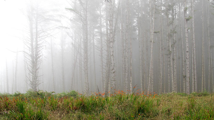 Flowers in the Mist Photograph by Larry Darnell