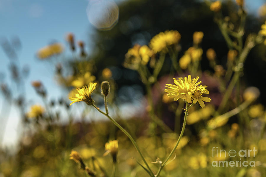 Flower Photograph - Flowers in the Park by Marc Daly