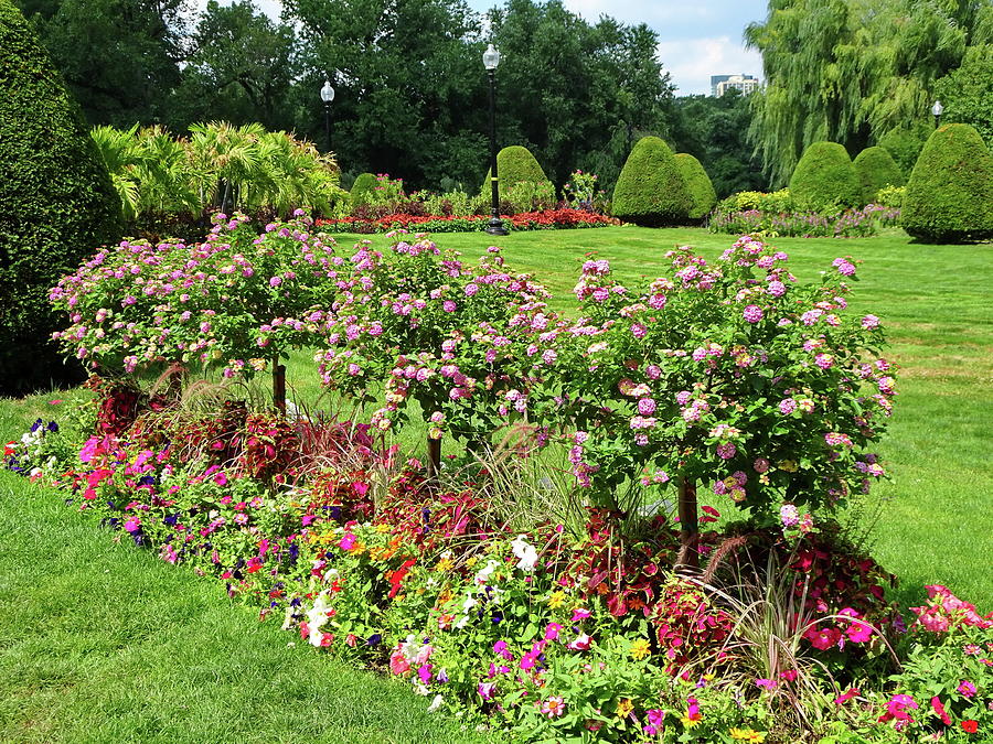 Flowers in the Public Garden, Boston, MA Photograph by Lyuba Filatova