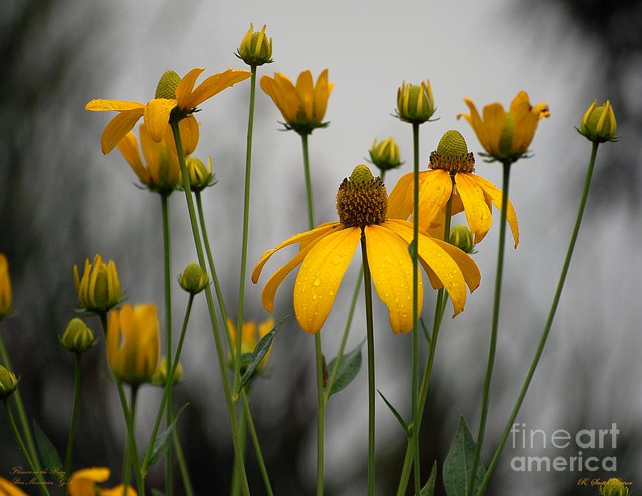 Flowers in the rain Photograph by Robert Meanor