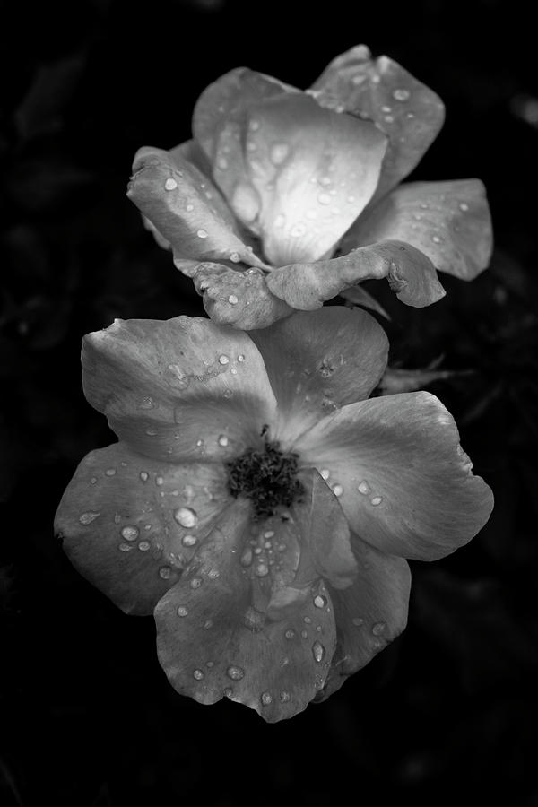 Flowers in the Rain Photograph by Robert Wilder Jr