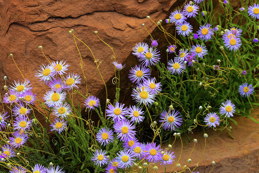 Flowers In The Rocks Photograph