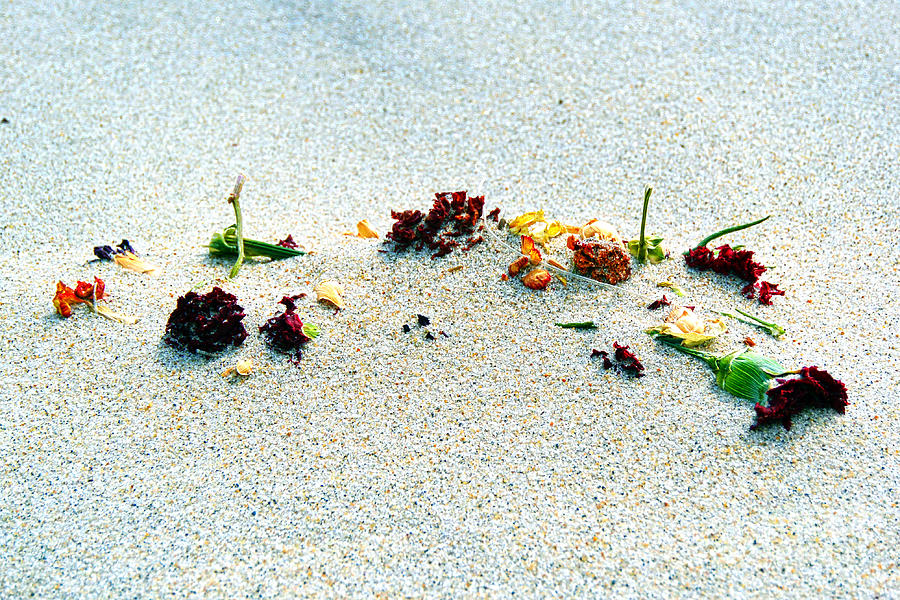 Flowers in the Sand Photograph by Eddy Mann