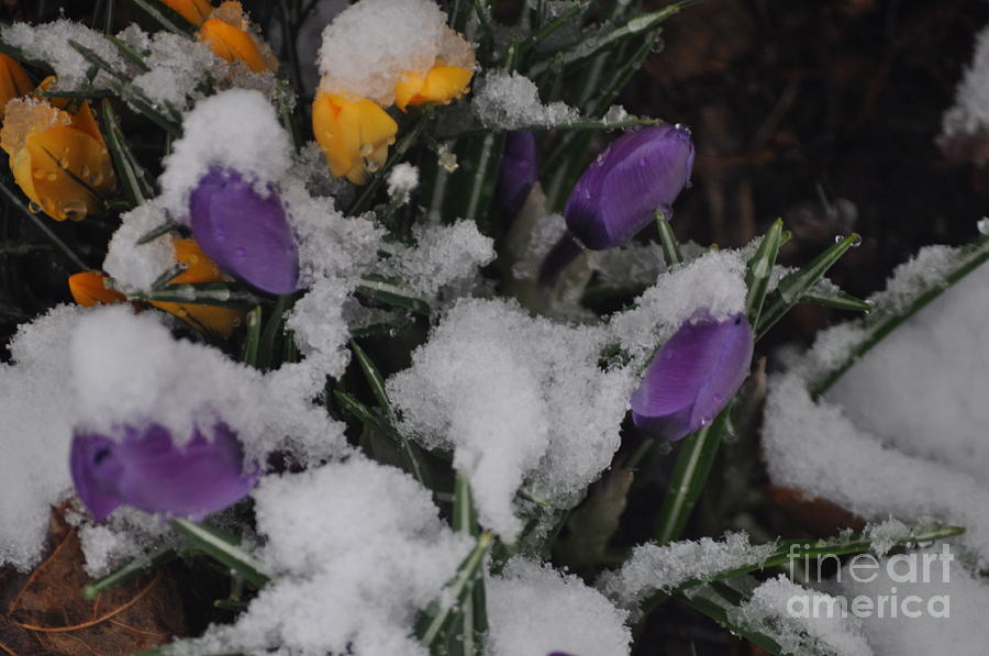 Flowers In The Snow Photograph by Nona Kumah