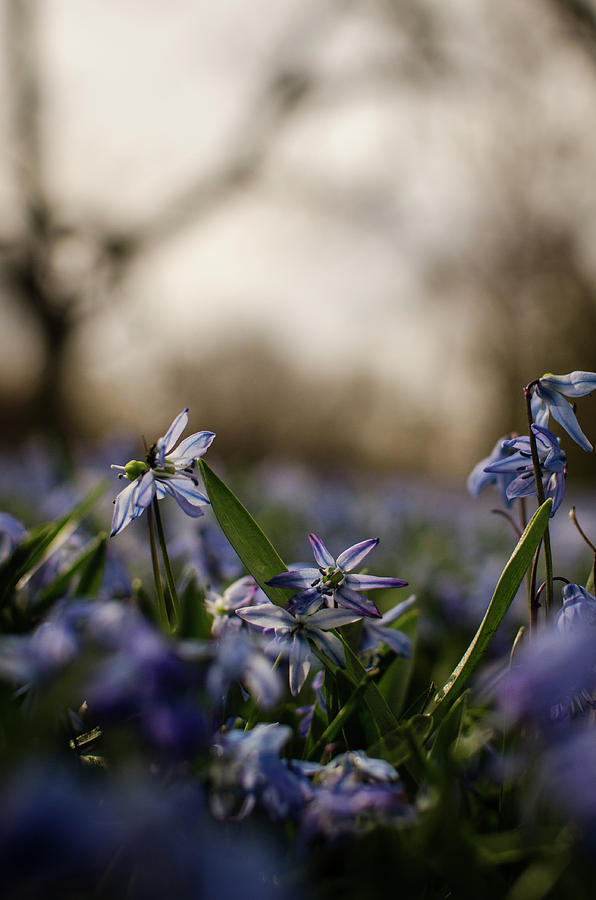 Flowers in the Spring II Photograph by Miguel Winterpacht