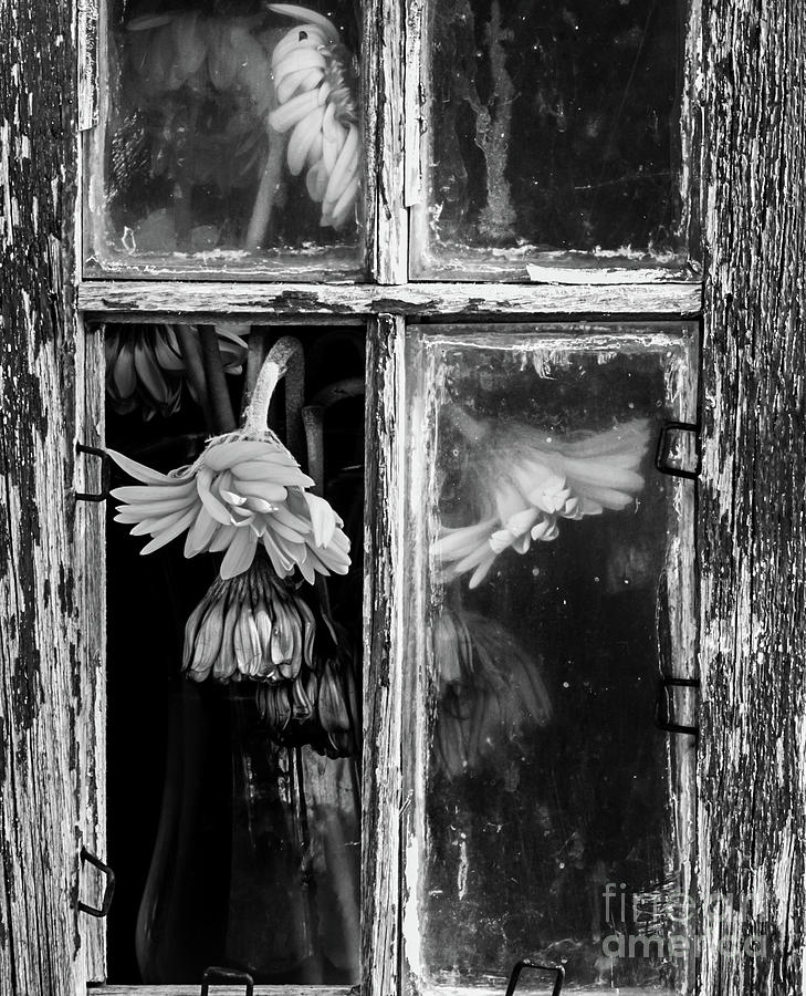 Flowers In The Window Photograph by Mellissa Ray