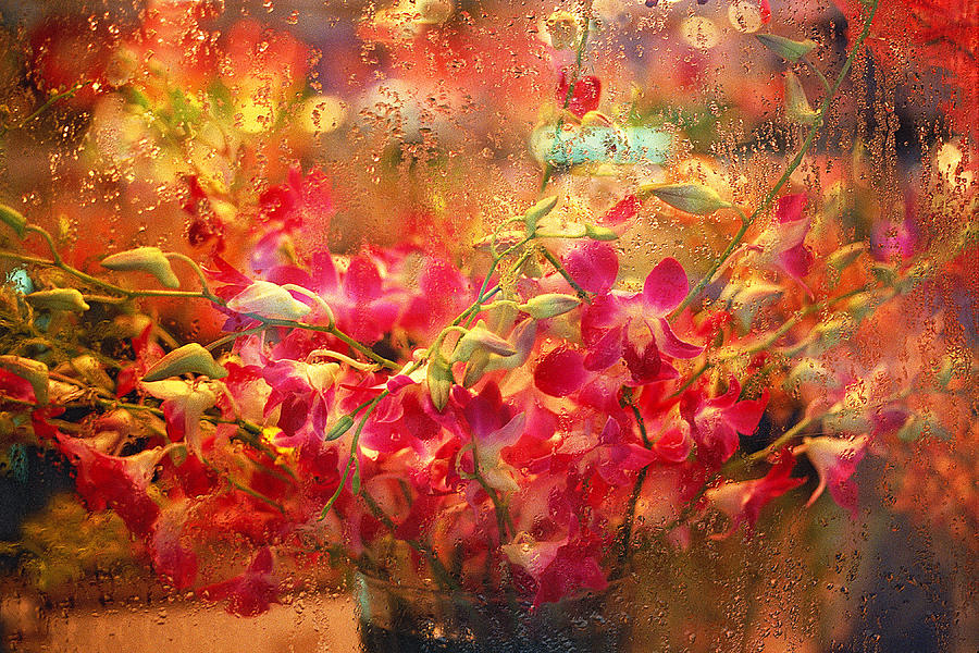Flowers in Window Photograph by Thomas Firak