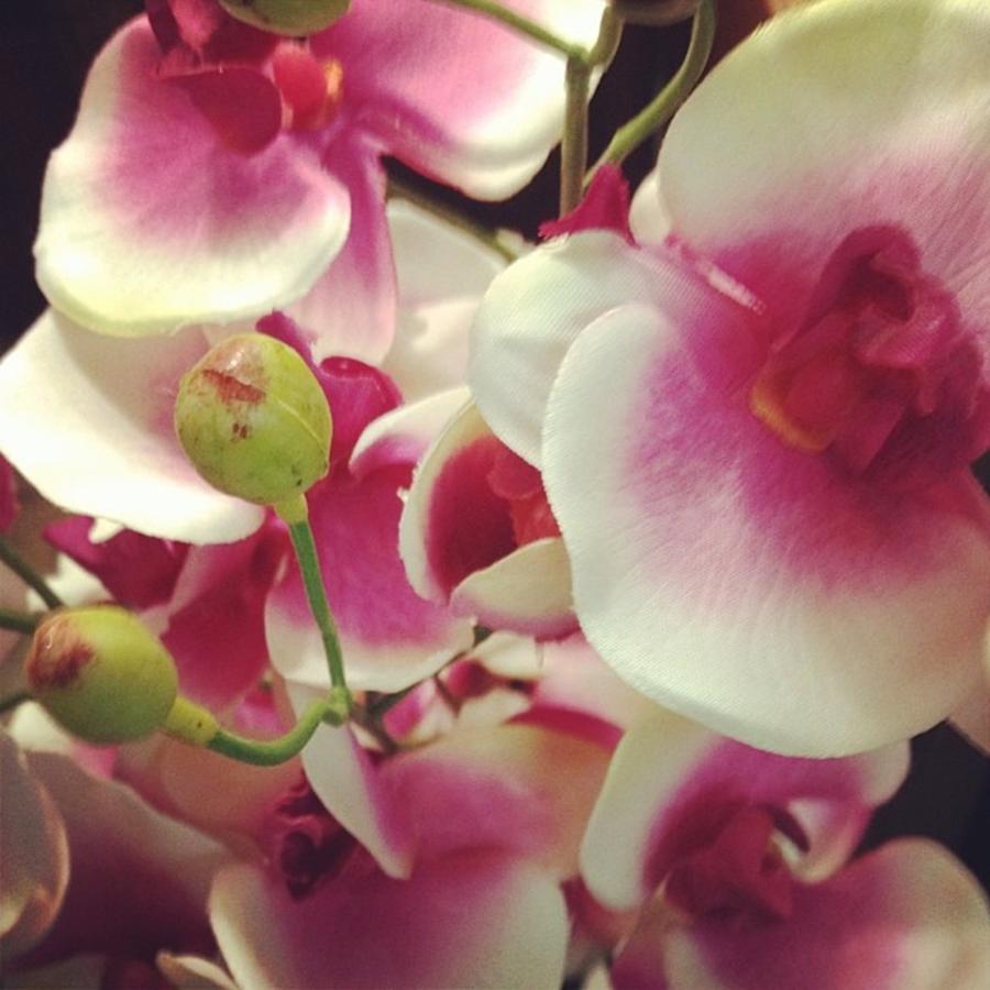 Flower Photograph - #flowers #instagood #beautiful #pink by Shyann Lyssyj 