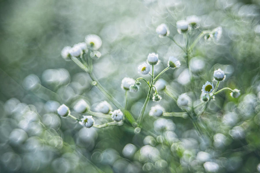 Flowers Photograph by Jaroslaw Grudzinski