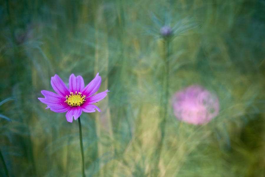 Flower Photograph - Flowers by Kam Chuen Dung