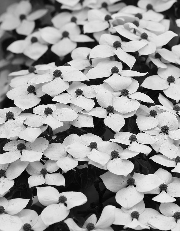 Flowers Monochrome Photograph by Jeff Townsend