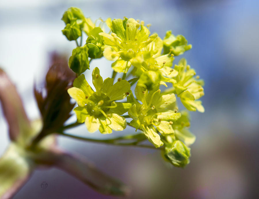 Flowers Of A Maple Photograph