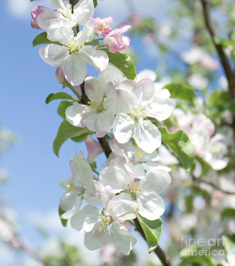 Flowers of apple tree Photograph by Irina Afonskaya - Fine Art America