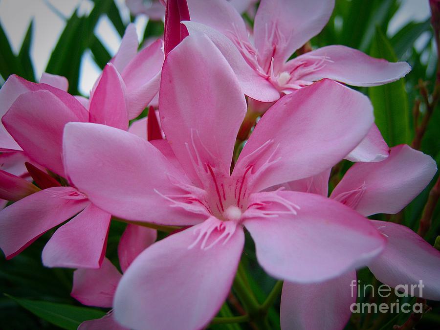 Flowers of Bermuda Photograph by Karen Fones Fine Art America