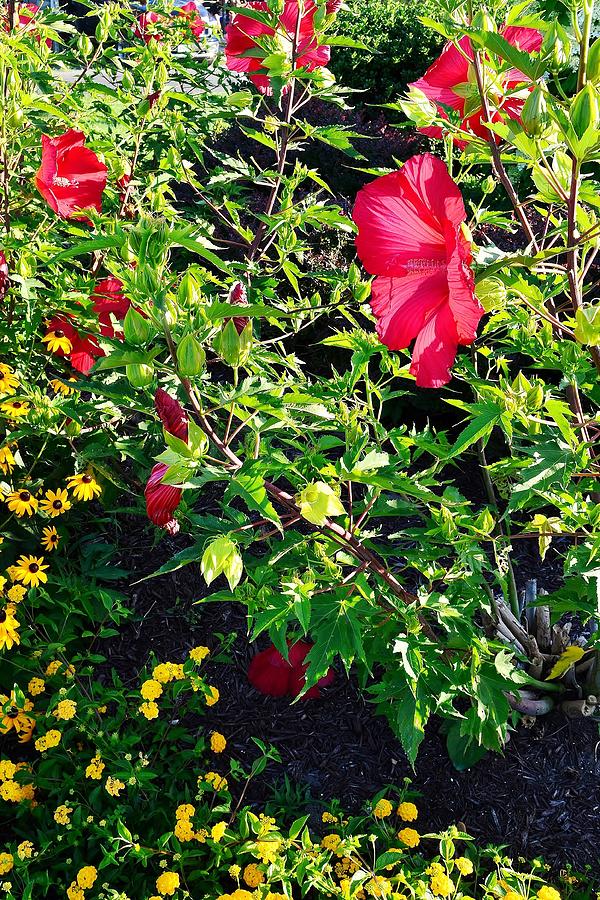 Flowers of Bethany Beach - Hibiscus and Black-Eyed Susams Photograph by Kim Bemis