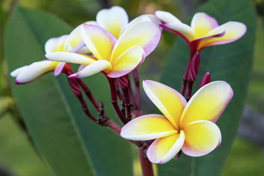 Flowers of Hawaii Plumeria Photograph by Pierre Leclerc Photography