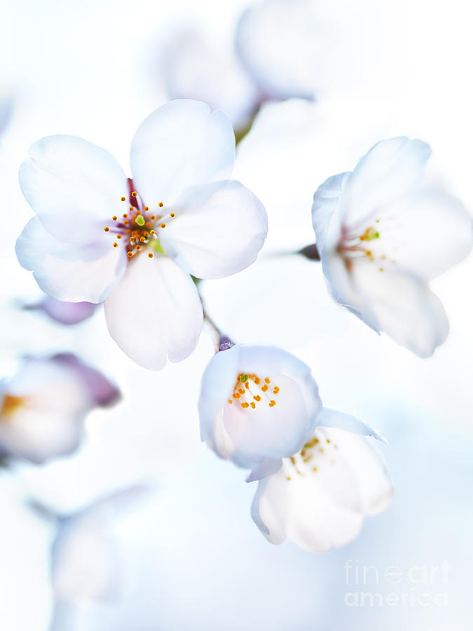 Flowers of Japanese cherry blossom in bright sunlight Photograph by Maxim Images Exquisite Prints