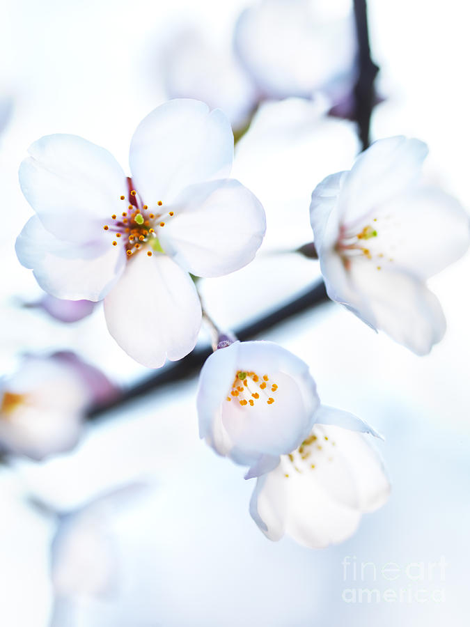 Flowers of Japanese cherry blossom Photograph by Maxim Images Exquisite Prints