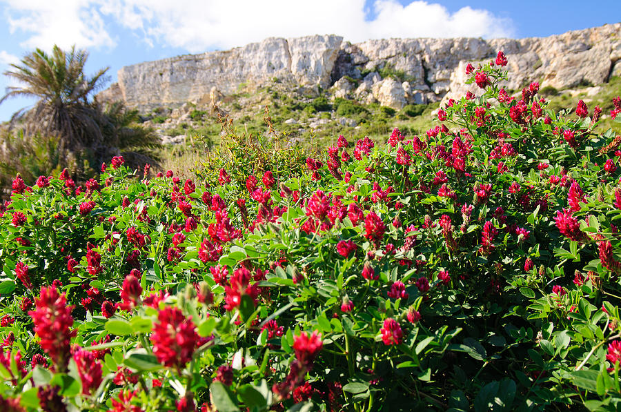 Flowers of Malta Photograph by David Jenniskens