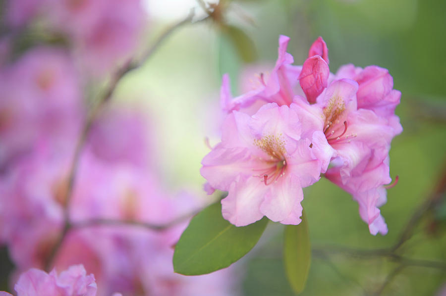 Nature Photograph - Flowers of Pink Rhododendron by Jenny Rainbow