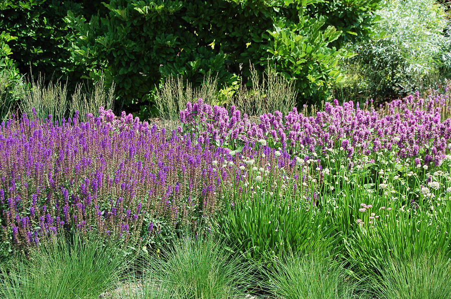 Flowers of Purple Photograph by Lisa Patti Konkol - Fine Art America