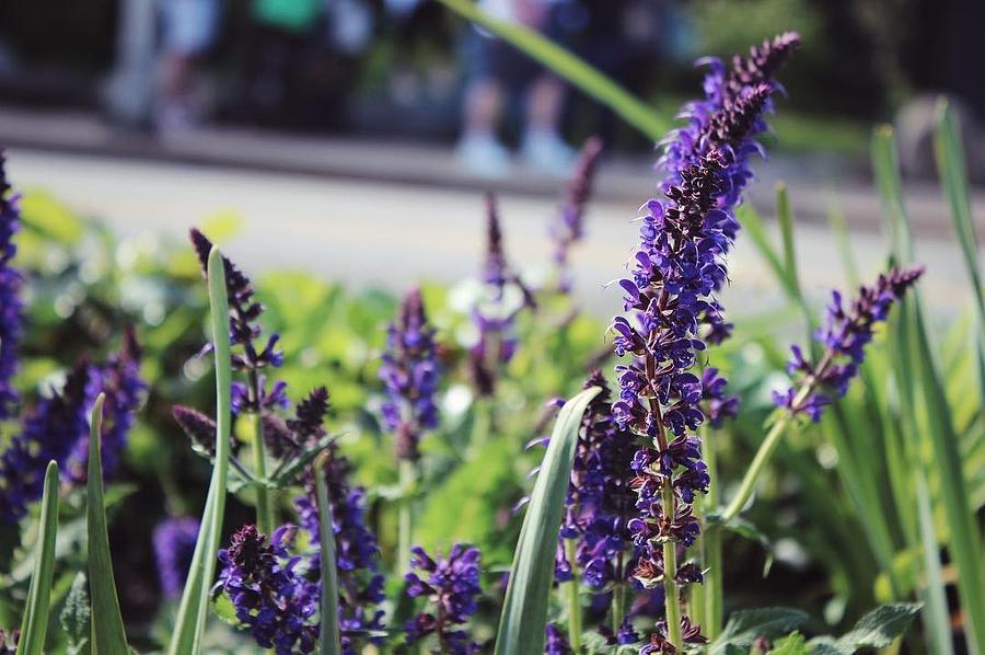 Flowers Of Salem Photograph By Lauren McGee Fine Art America   Flowers Of Salem Lauren Mcgee 