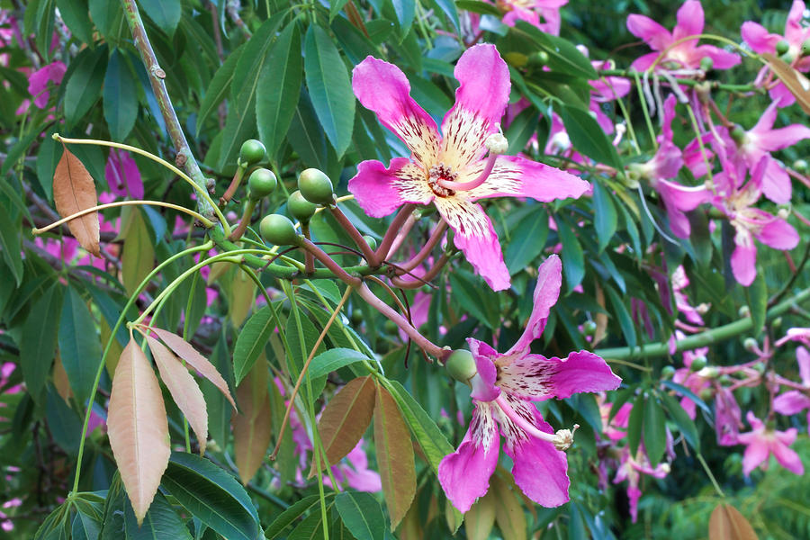 Flowers Of Silk Floss Tree Photograph