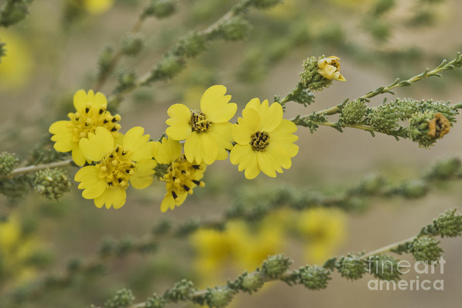 Flowers Of Tarweed Photograph by Inga Spence
