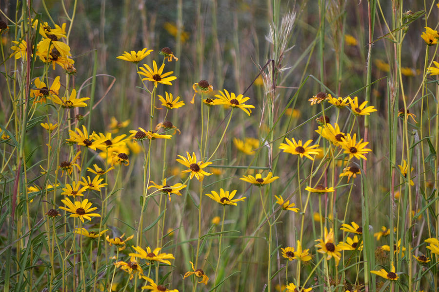 Flowers of the Field Photograph by Roy Erickson - Fine Art America