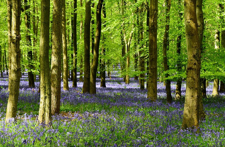 Tree Photograph - Flowers of the Forest - Bluebells by Mary Poulton