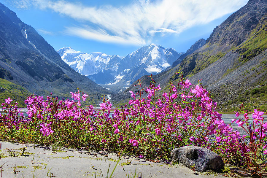 Flowers of the Mountains, Altai  Photograph by Victor Kovchin