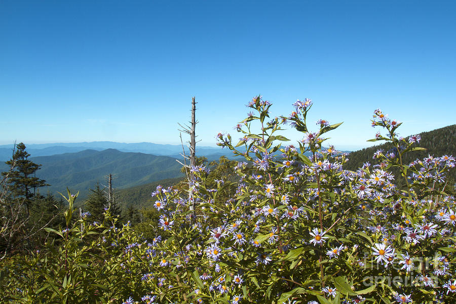 Flowers of the Smokey Mountains Photograph by Karen Foley