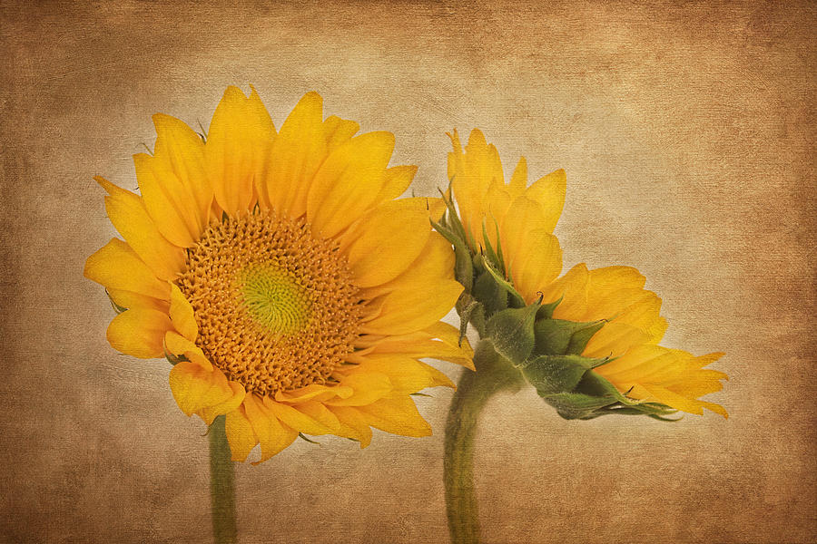 Sunflower Photograph - Flowers of the Sun by Kim Hojnacki