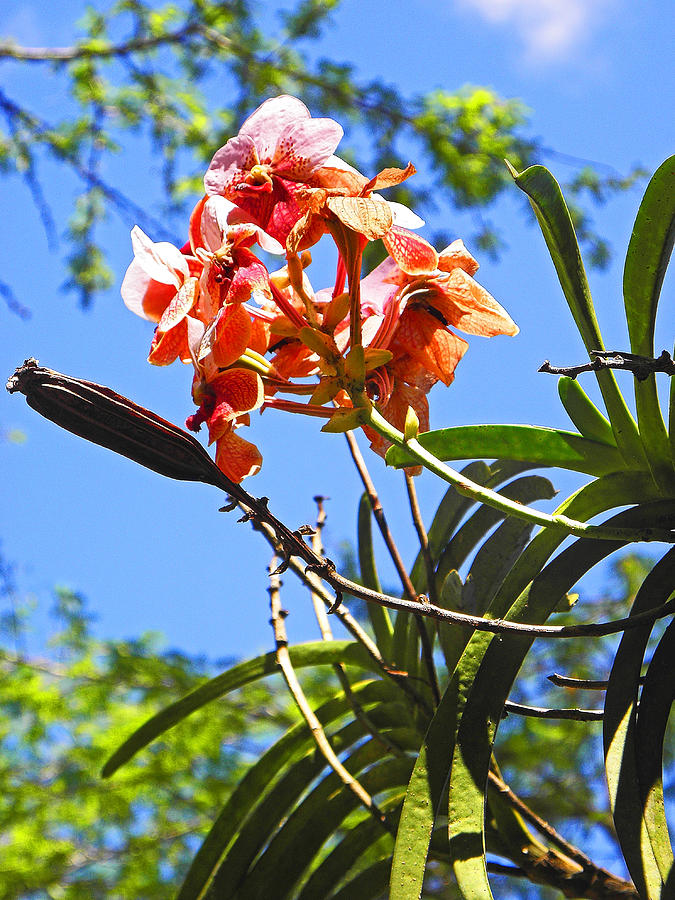 Flowers of Waimea I Photograph by Elizabeth Hoskinson
