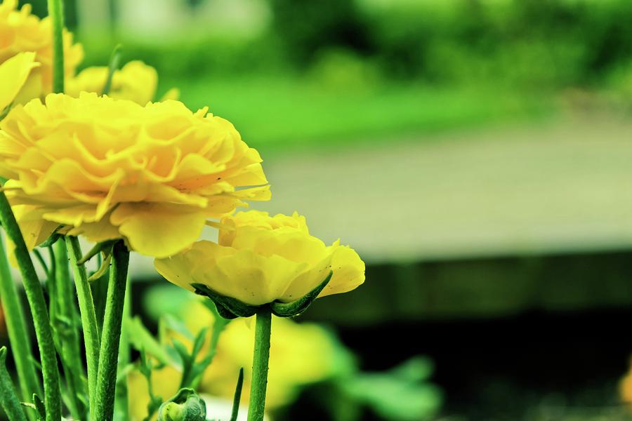 Flower Photograph - Flowers of Yellow by Jonah Vang