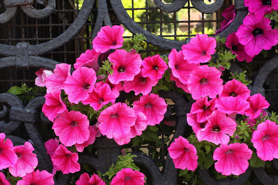 Flower Photograph - Flowers on Iron Grate in Venice by Michael Henderson