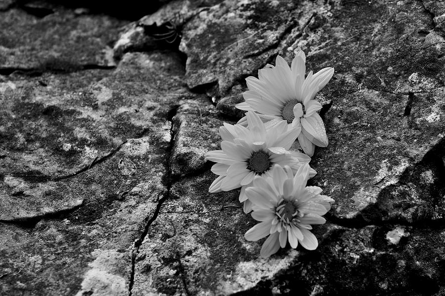 Flowers on rocks Photograph by Ivan Slosar