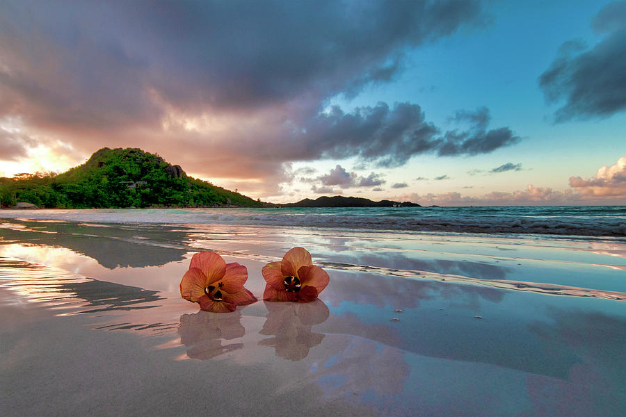 Flowers on the beach Photograph by Fabrizio Troiani