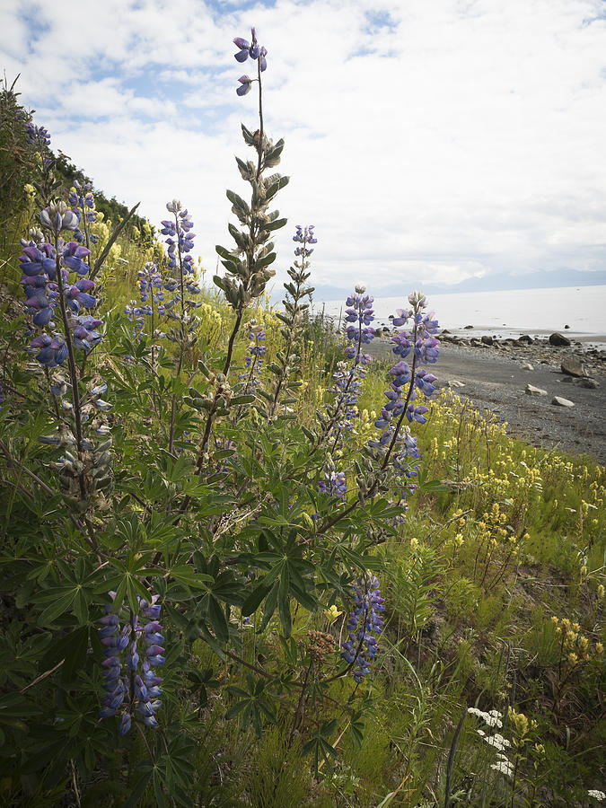 Flowers on the Bluff Photograph by Ian Johnson