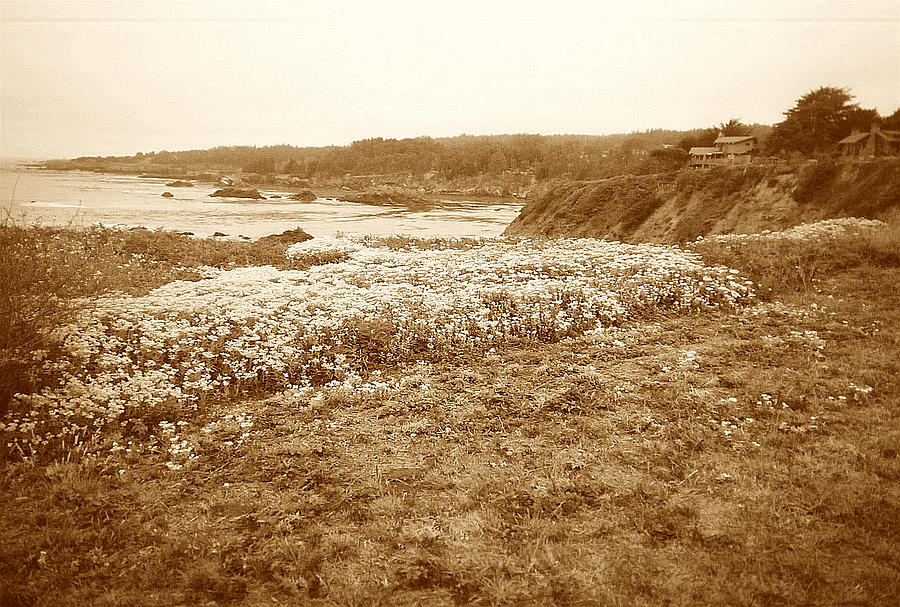 Seascape Photograph - Flowers On The Bluff by Maggie Cruser