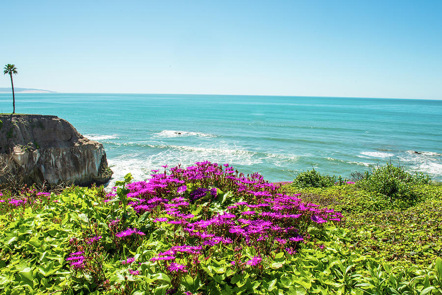 Flowers On The Cliff Photograph by Paul Johnson