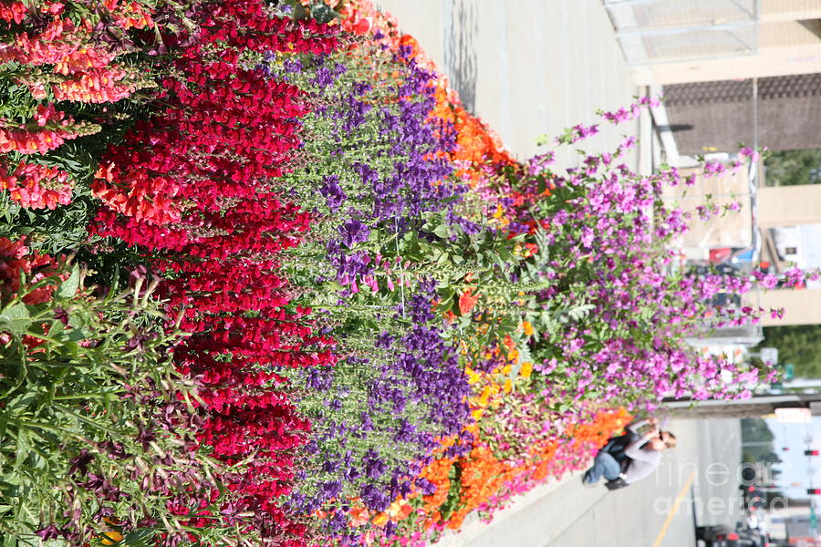 Flowers on the Street  Photograph by Chuck Kuhn
