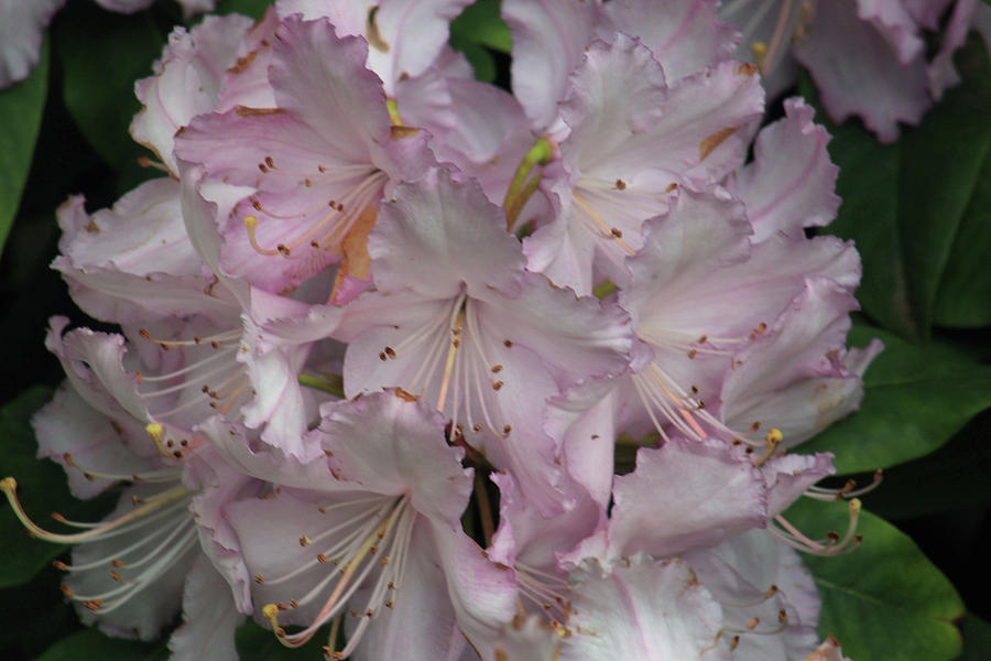 Flowers Other Than Rose by Jodi Vetter Flowers Other Than Rose by Jodi Vetter