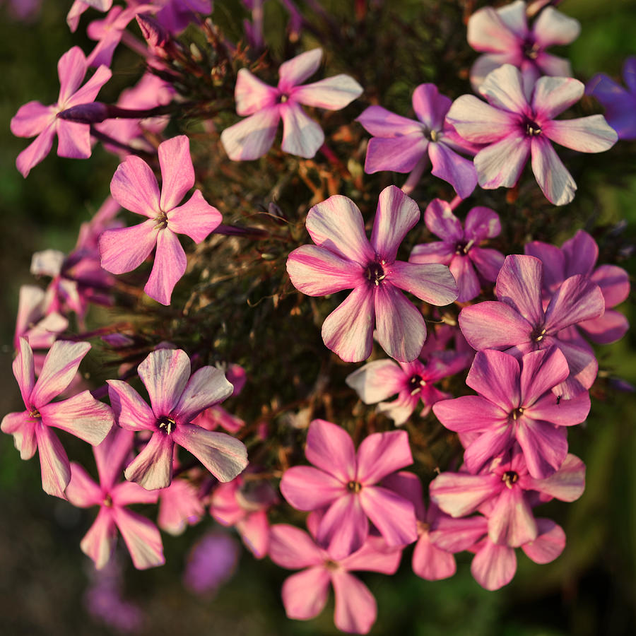 flowers- photography - Pink Phlox Photograph by Ann Powell