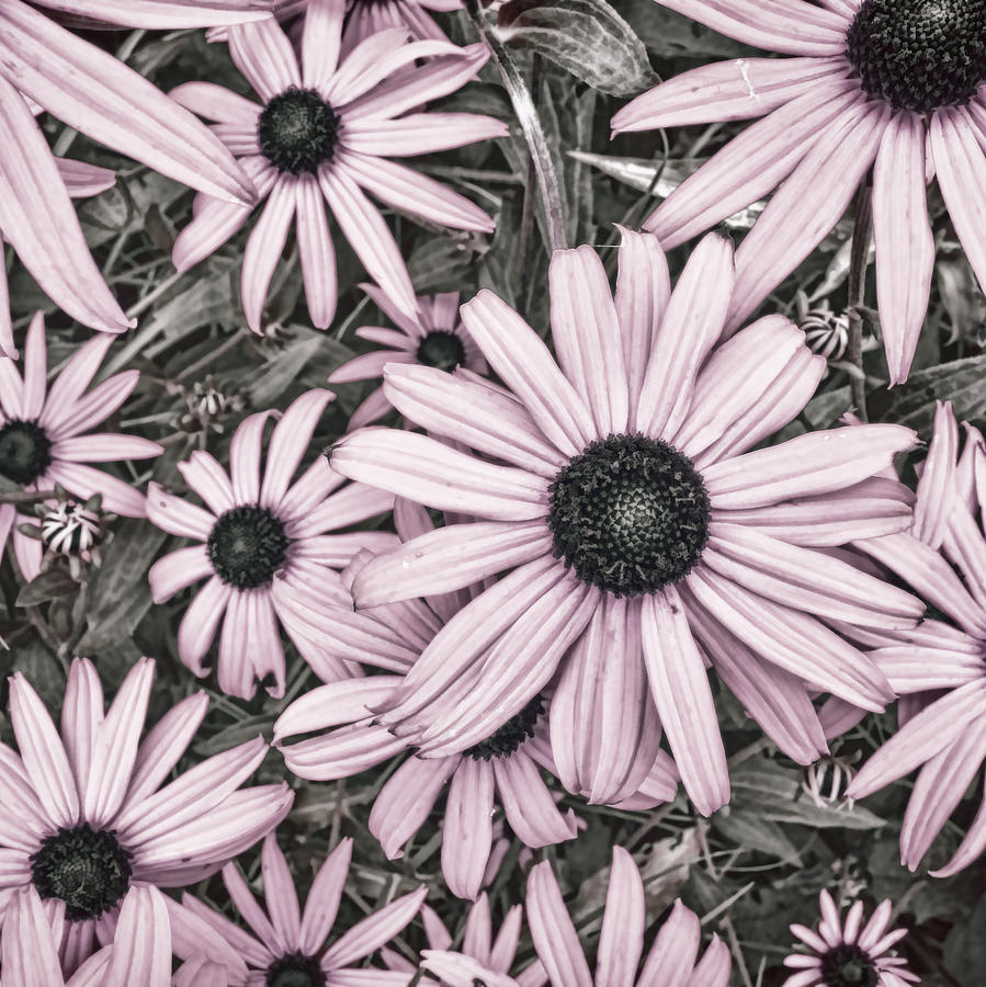 Flowers Pink And Gray Photograph by Ann Powell