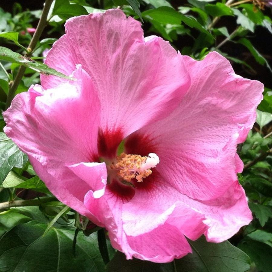 Flower Photograph - #flowers #pink #floral by Jennifer Beaudet