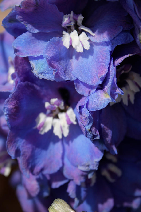 flowers-power-and-mid-day-hours-photograph-by-melon-kali-fine-art