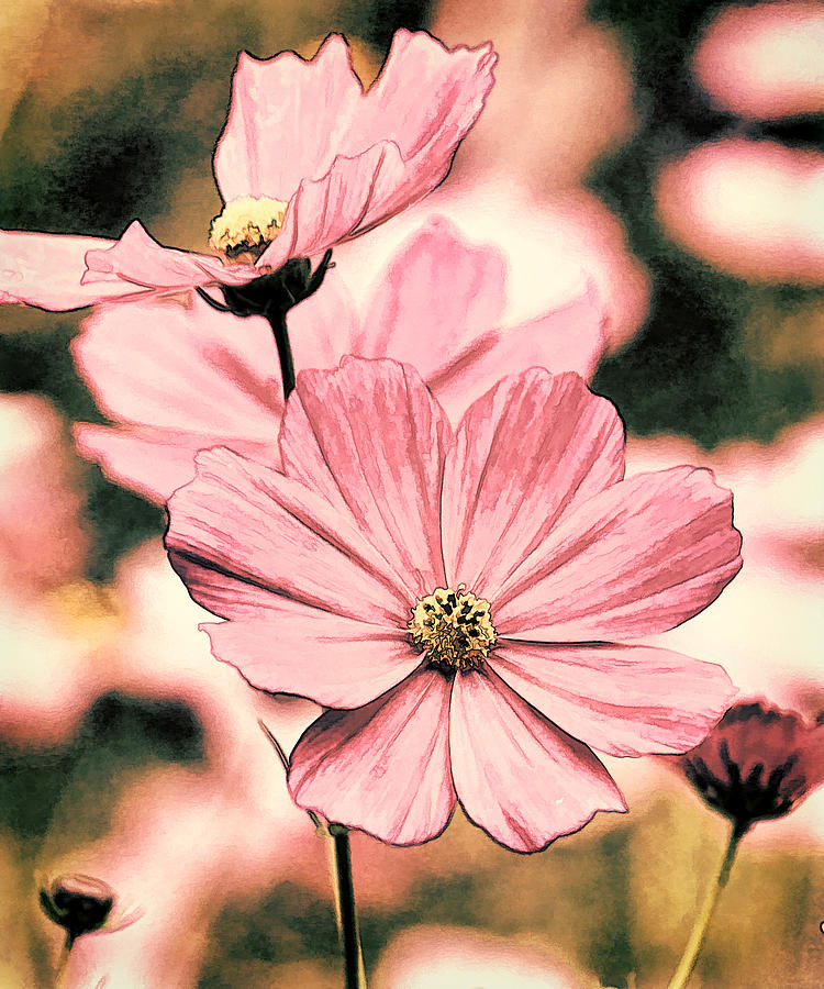 Flowers - Retro Cosmos Photograph by HH Photography of Florida