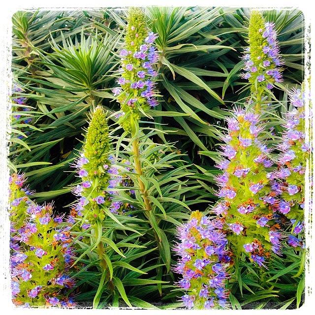 Flower Photograph - #flowers #santamonica #california by Trek Kelly