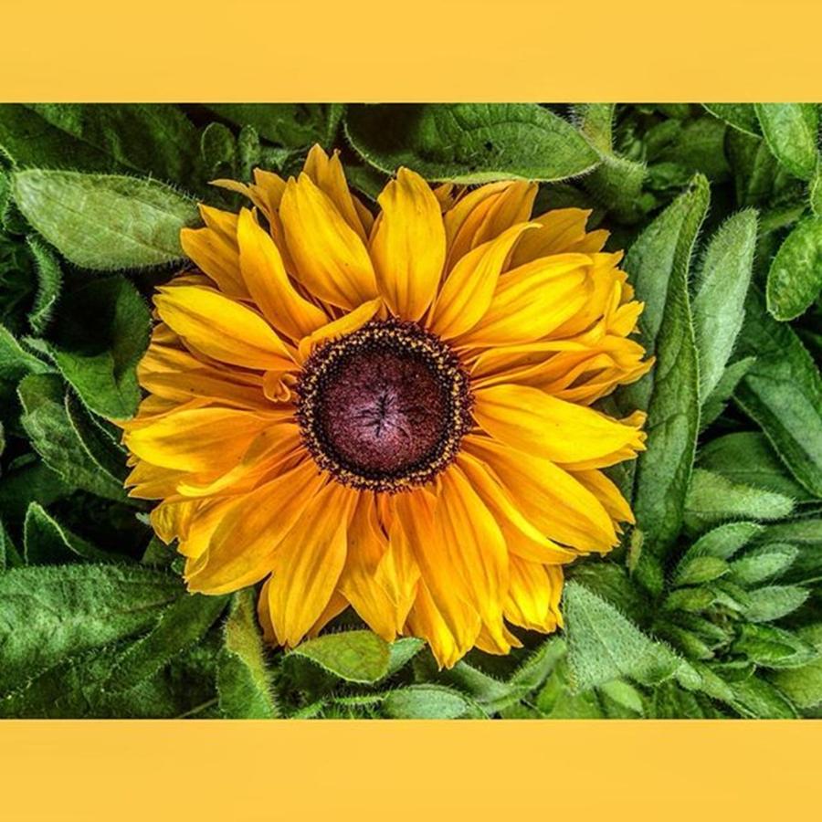 Summer Photograph - #flowers #sunflower #wild #garden by Sam Stratton
